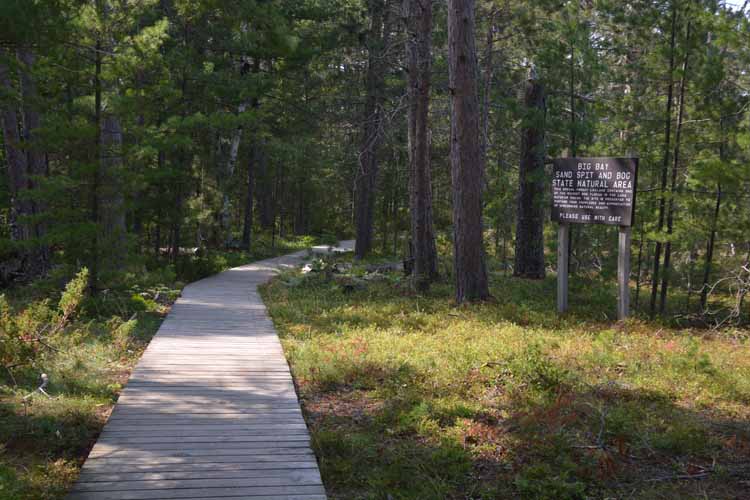 boardwalk through forest